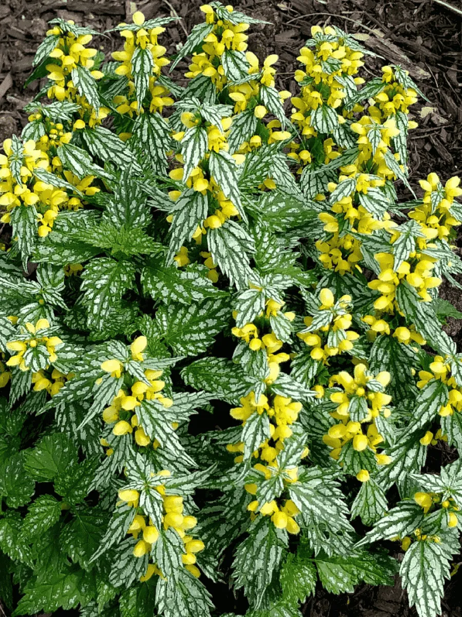 Яснотка зеленчуковая