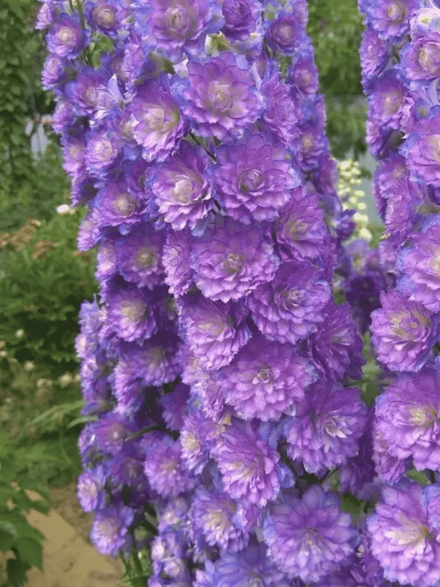 Дельфиниум высокий Sweet Sensation