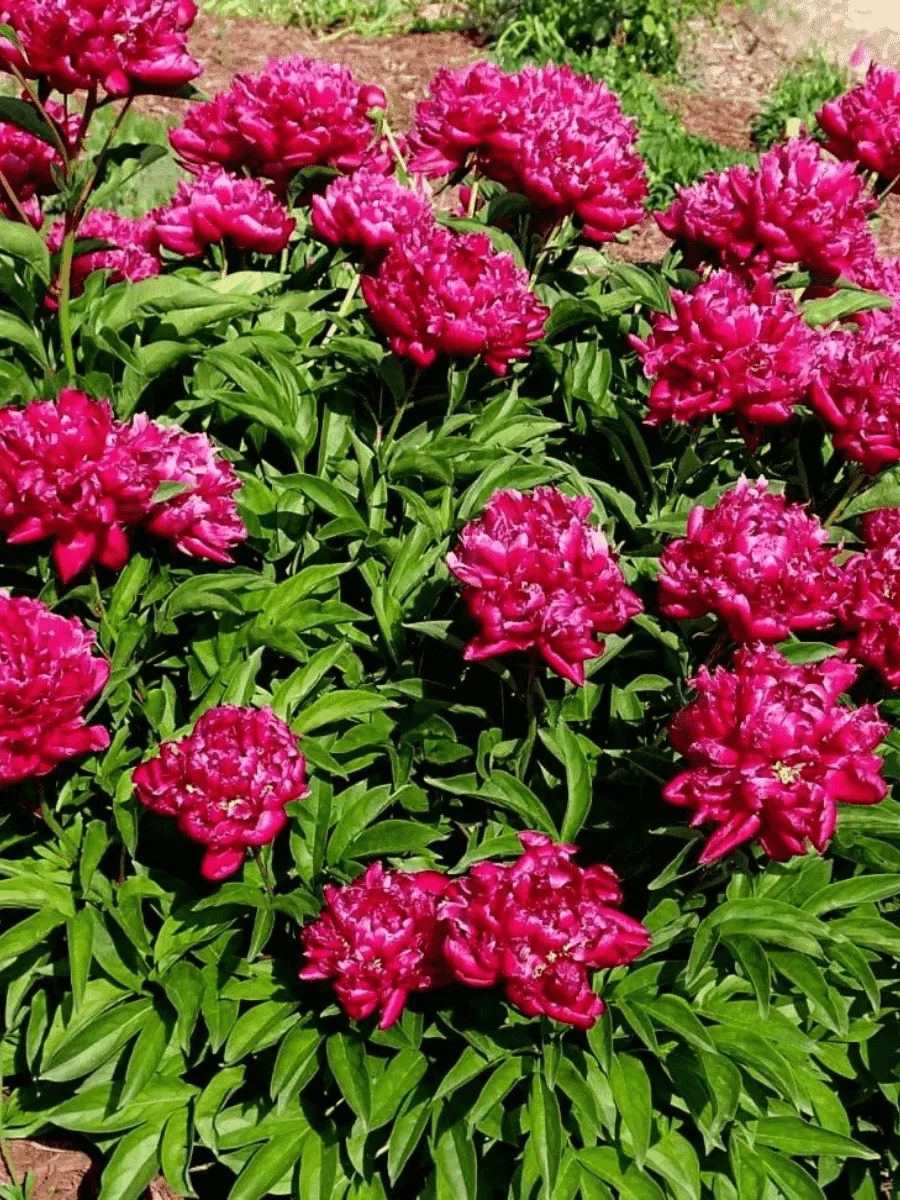 Пион Молочноцветковый Kansas