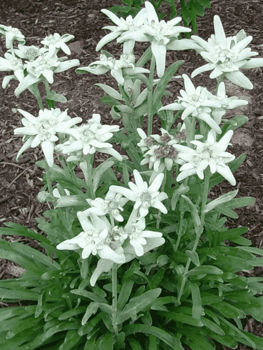 Эдельвейс альпийский Matterhorn
