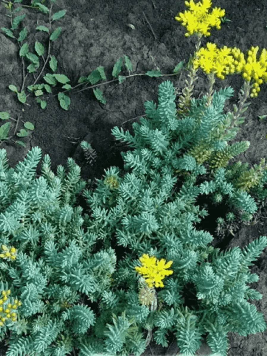 Очиток отогнутый