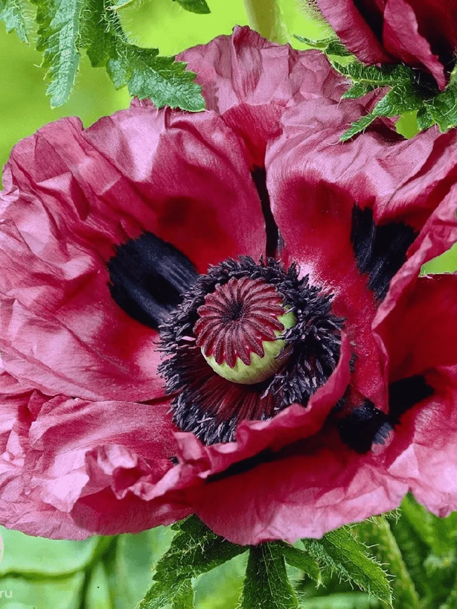 Мак восточный Little Patty's Plum