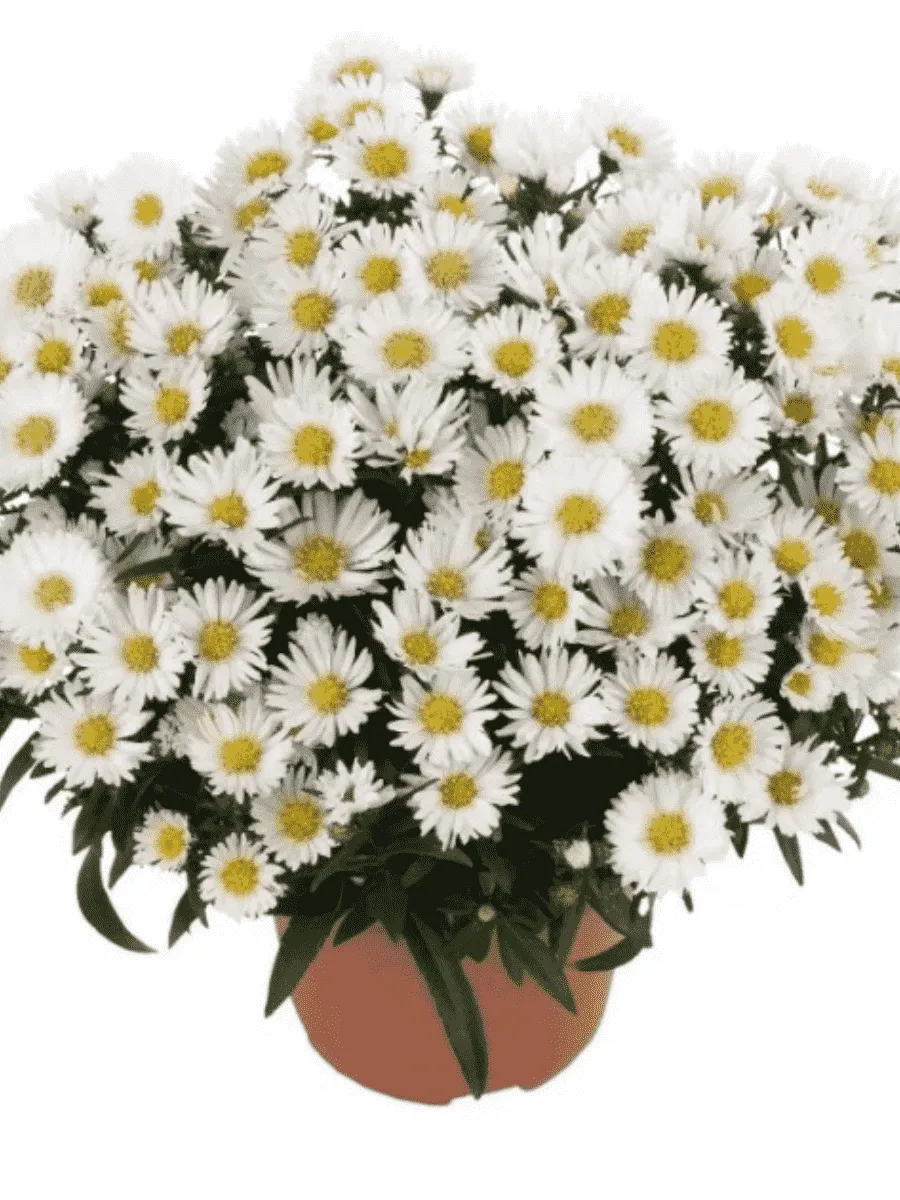 Астра Ново-бельгийская Magic White