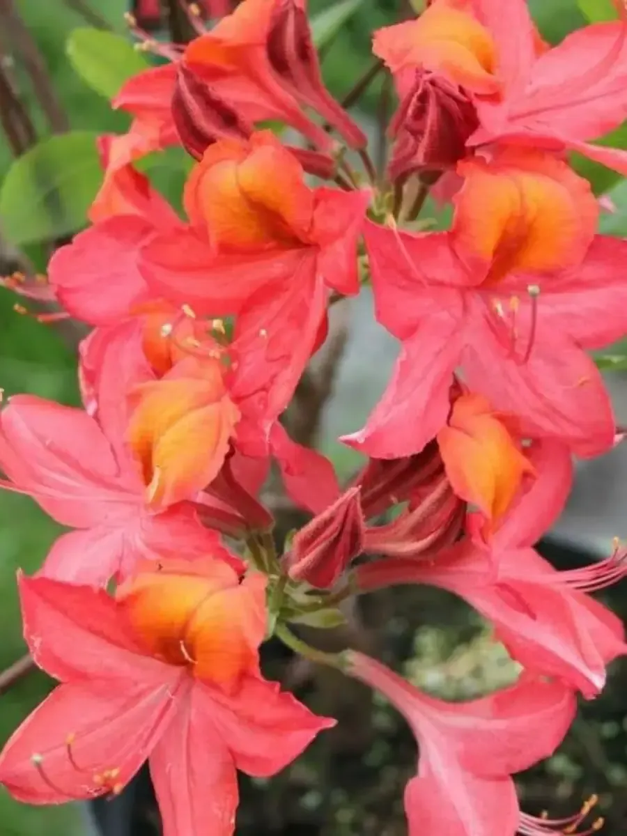 Азалия крупноцветковая Tunis