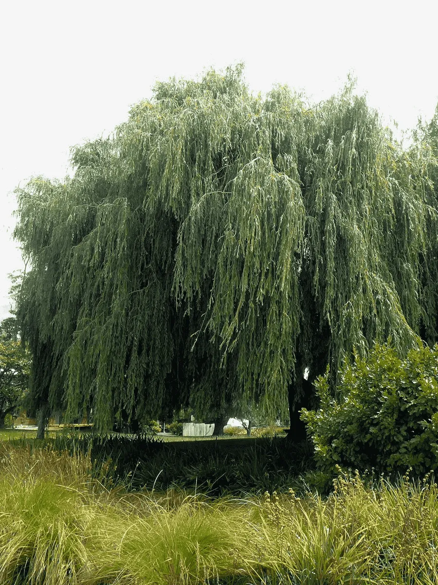 Ива гибридная Идеал