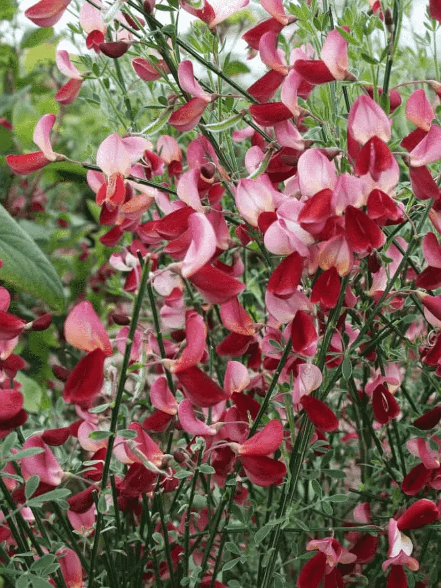 Ракитник ранний Голландия