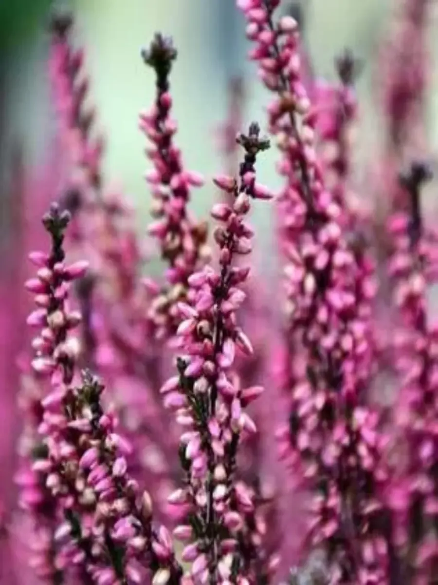 Вереск обыкновенный Pudlowy Voc