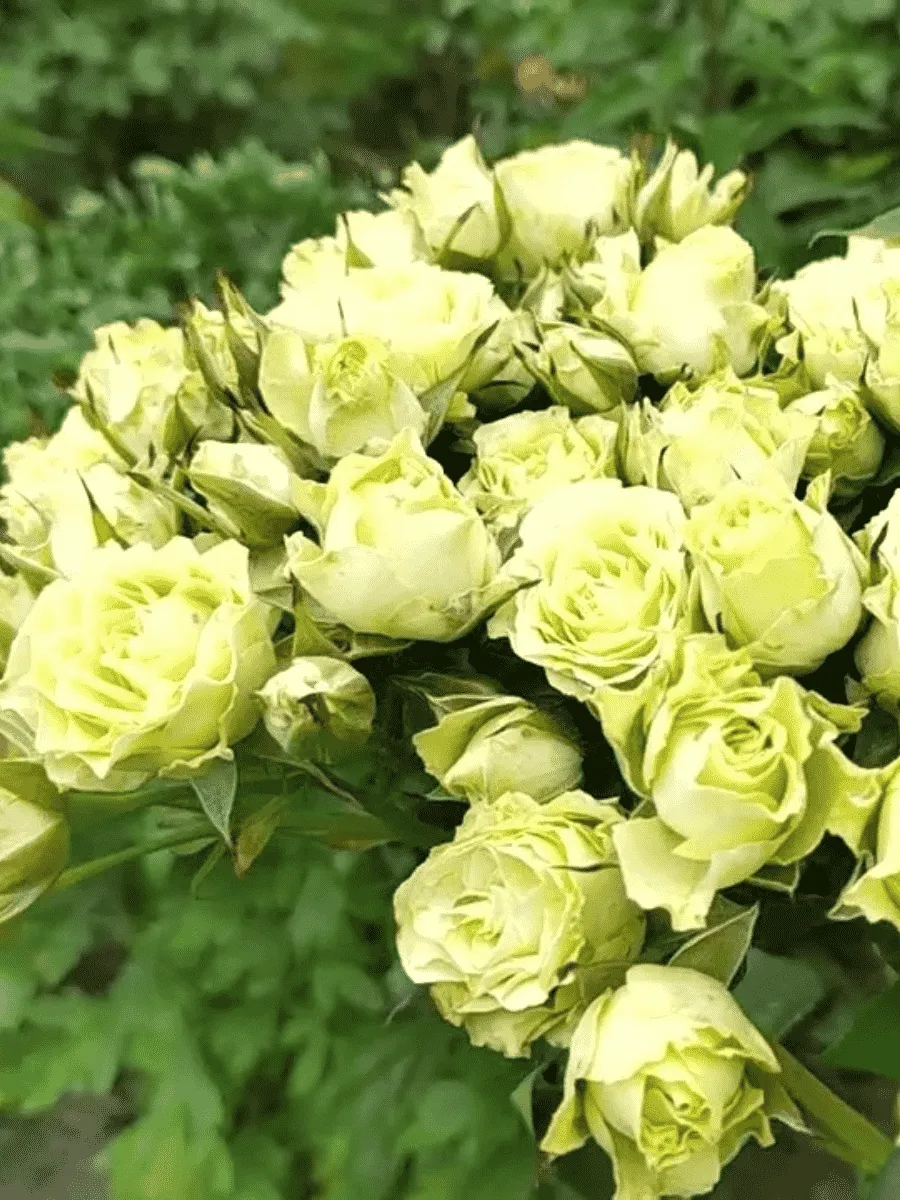 Роза спрей  Luviana