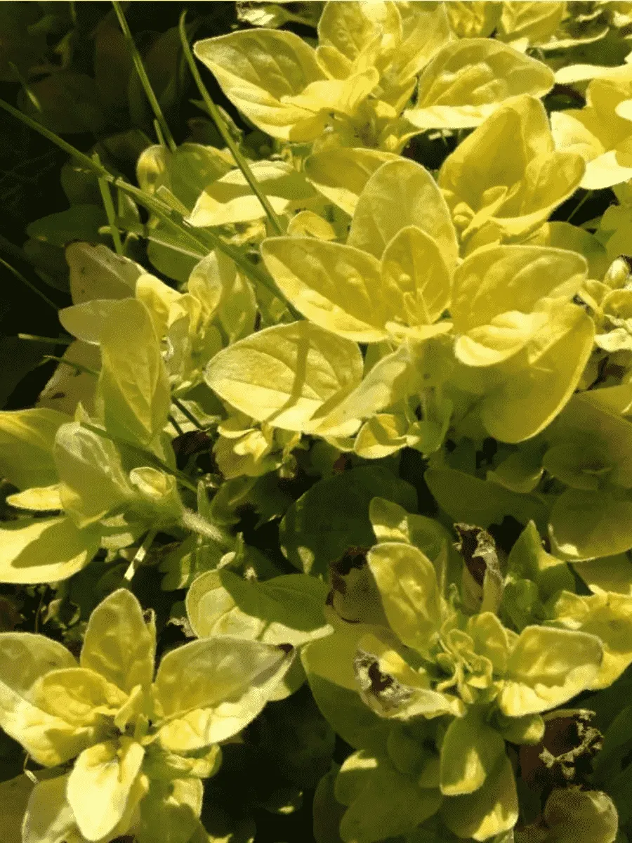 Душица обыкновенная Vitara Gold