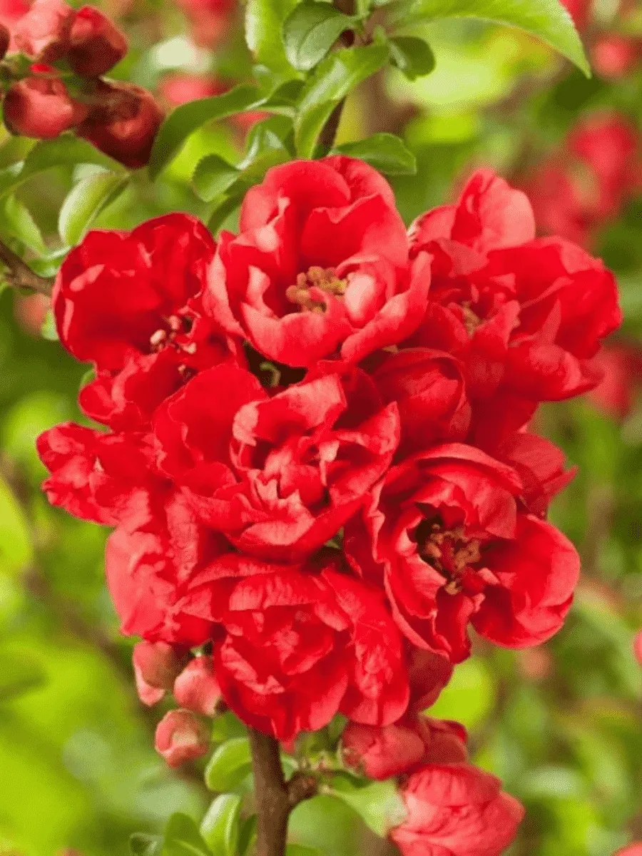 Айва японская Red Joy