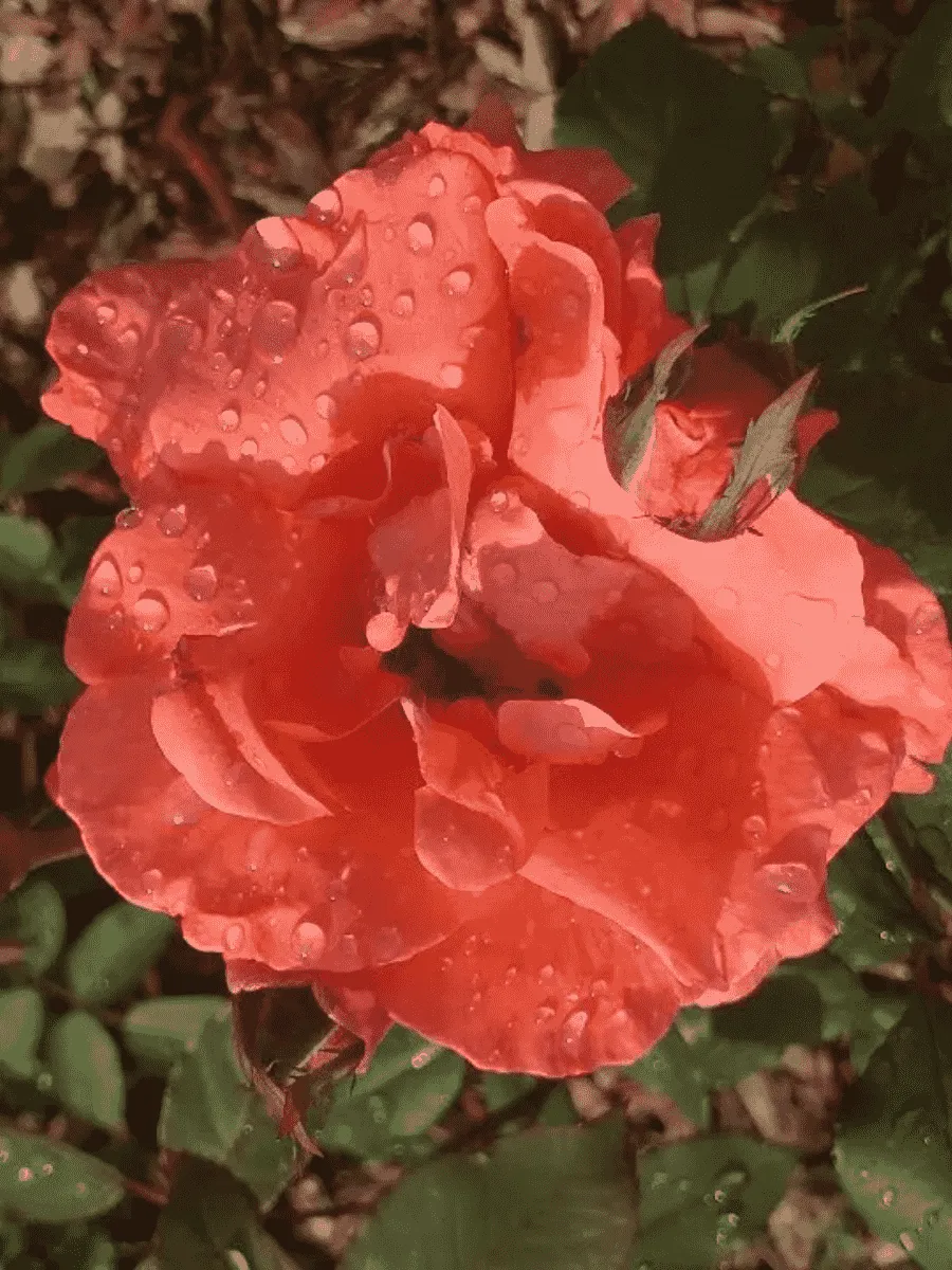 Роза грандифлора Лезгинка