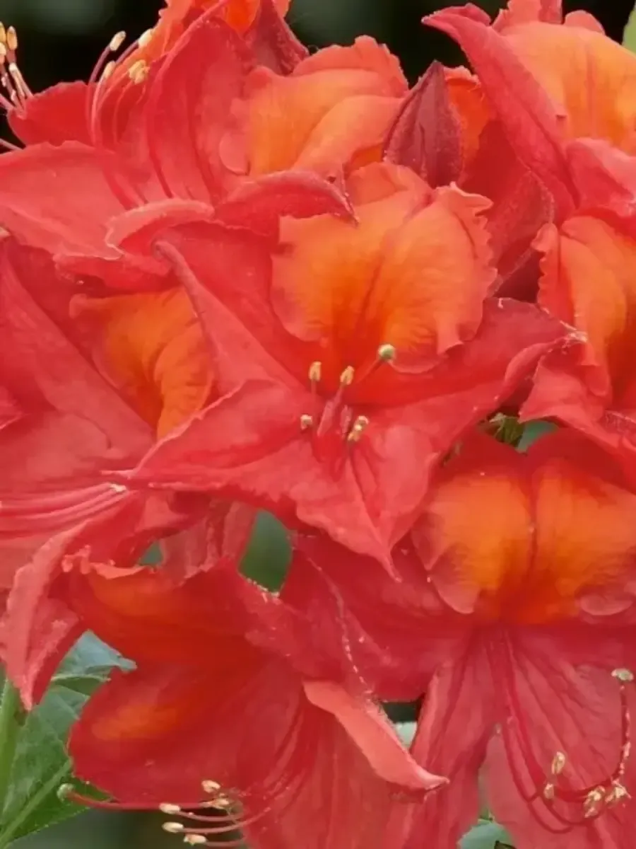 Азалия крупноцветковая Tunis