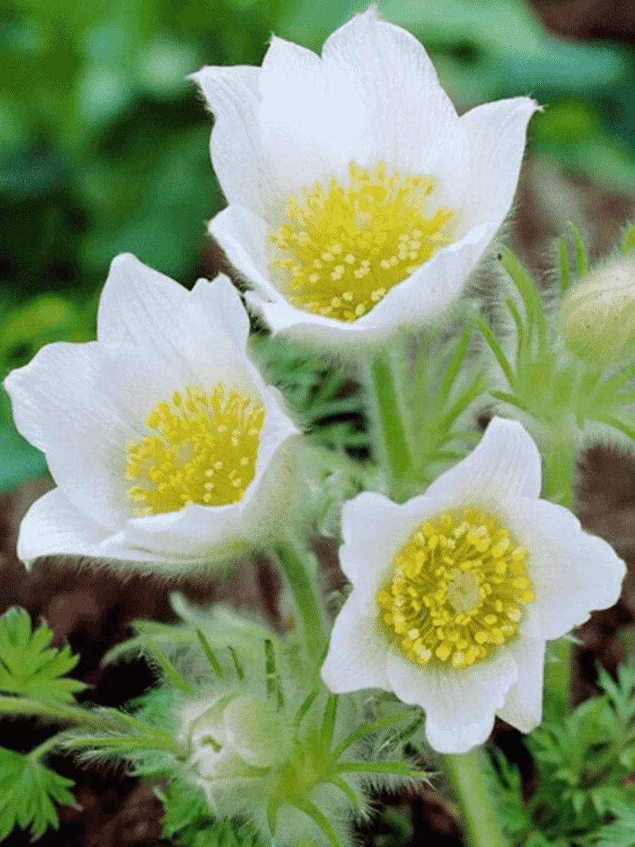 Прострел обыкновенный Alba