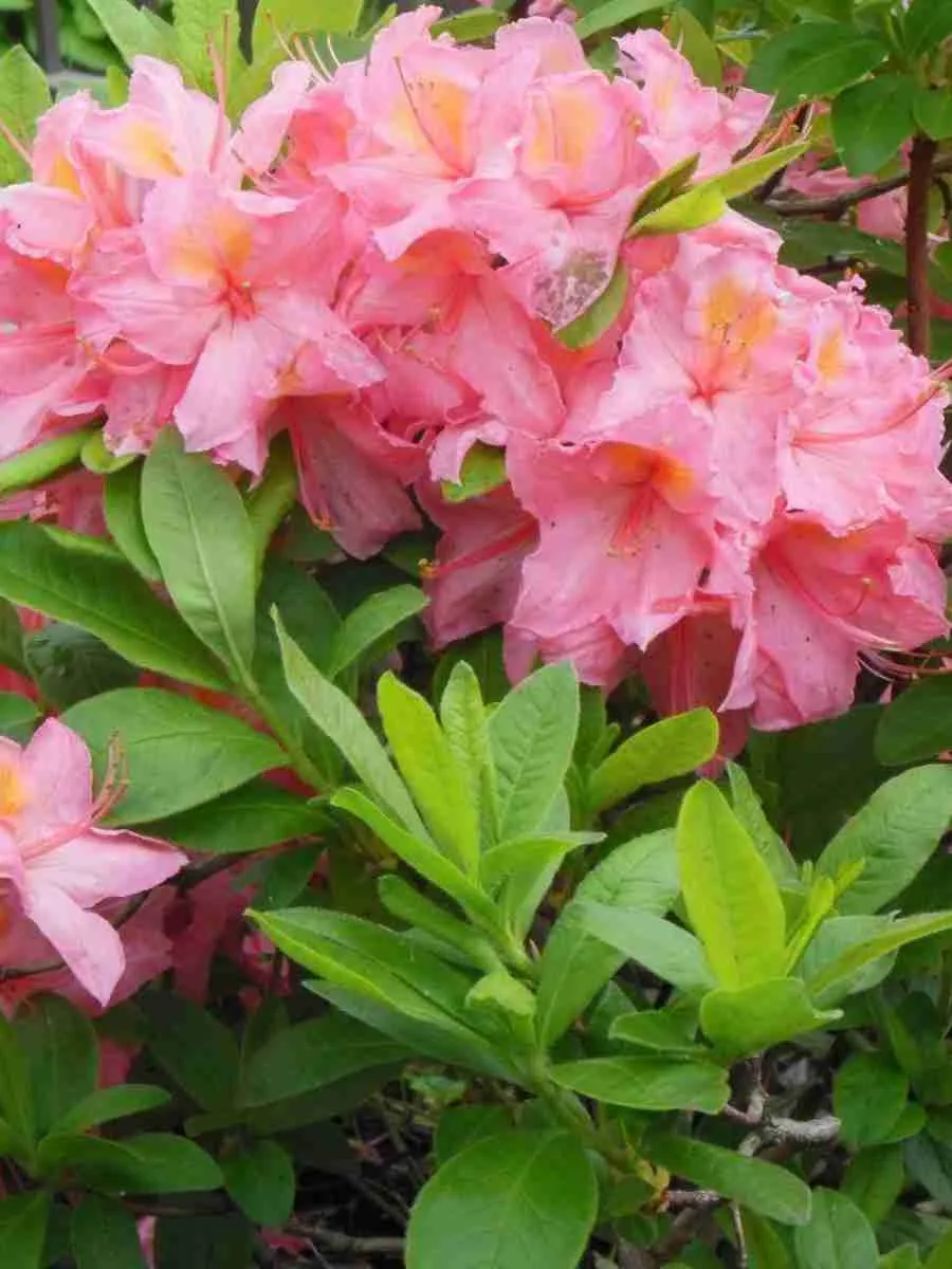 Азалия крупноцветковая Rosenkopfchen