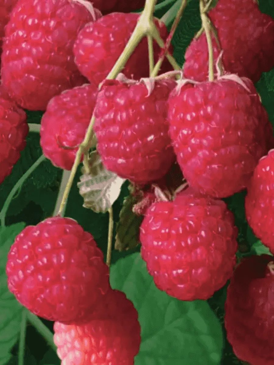 Малина Сказка