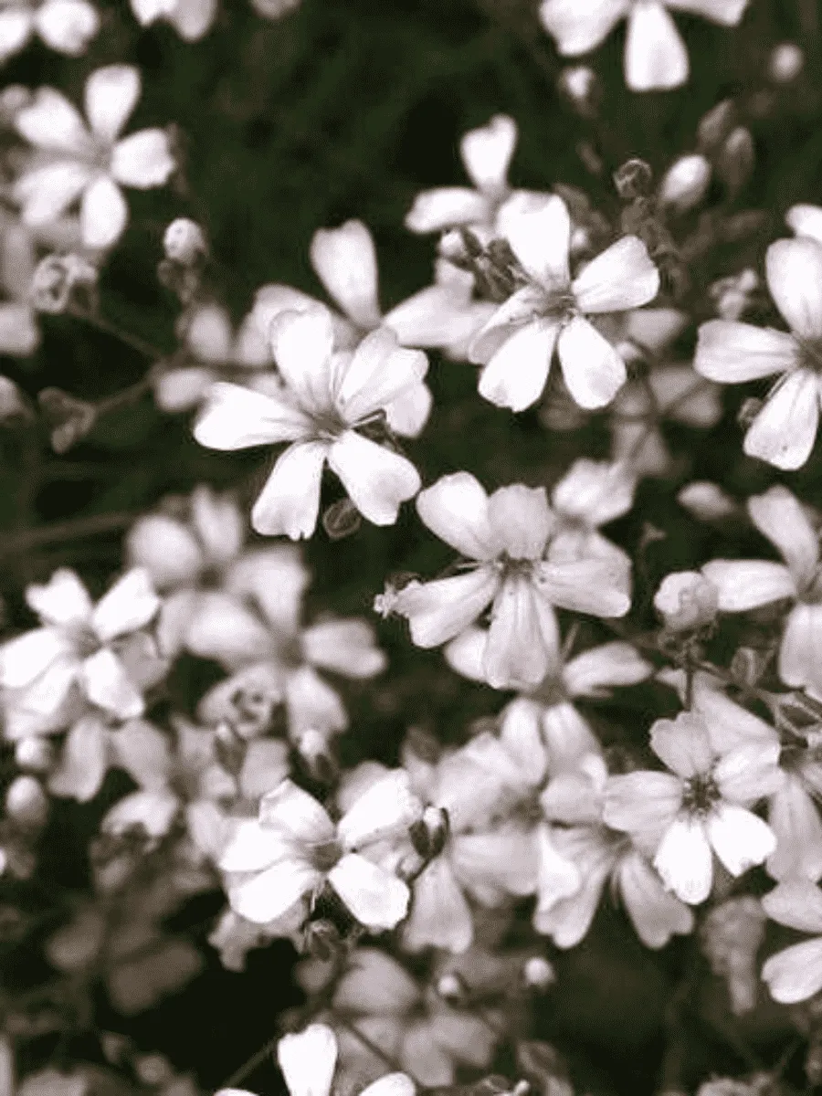 Гипсофила метельчатая Alba