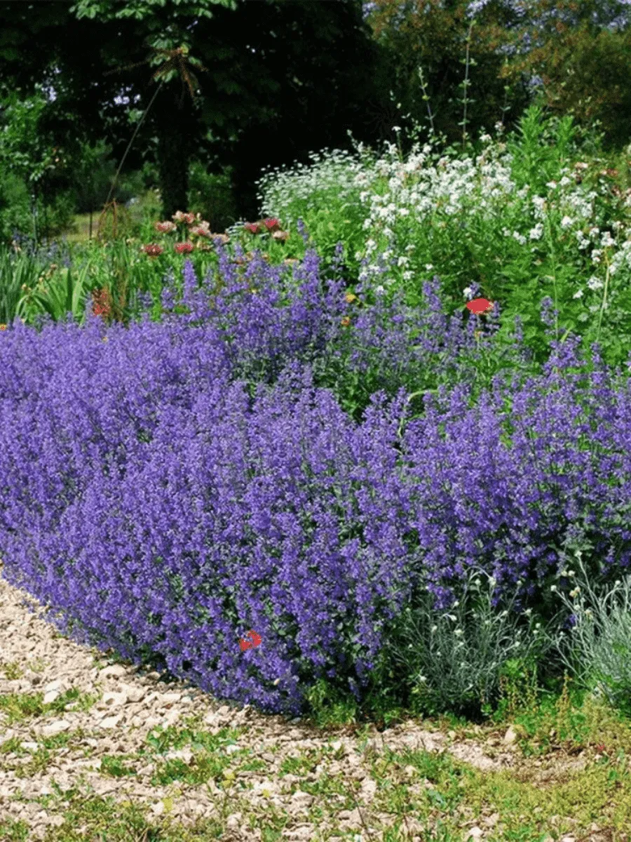 Котовник Фассена Six Hills Giant Gold