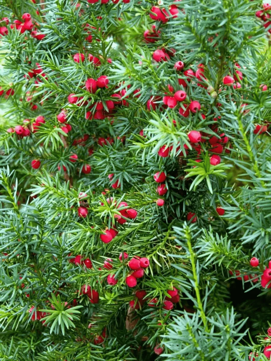 Тис ягодный