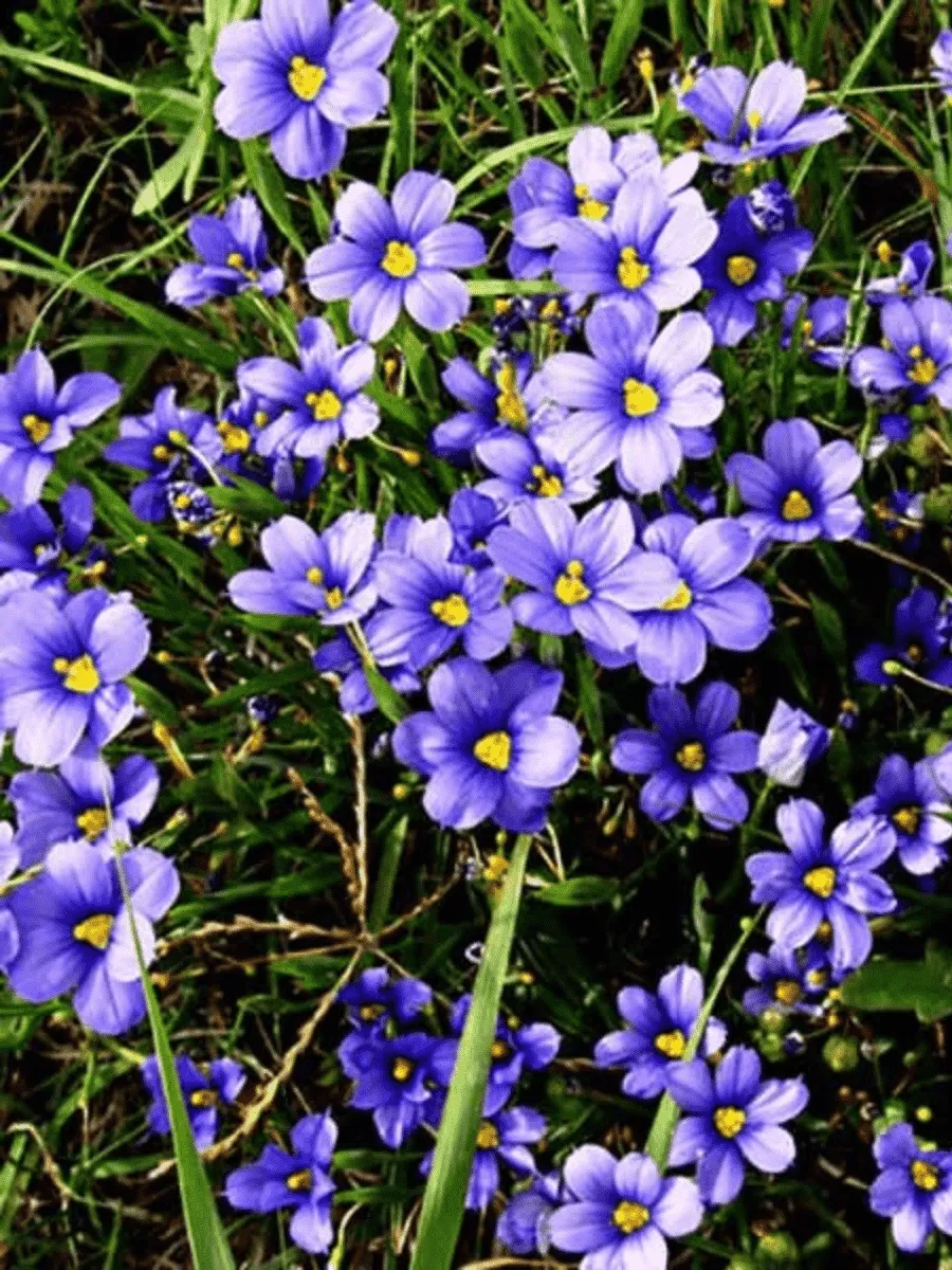 Сисюринхий узколистный