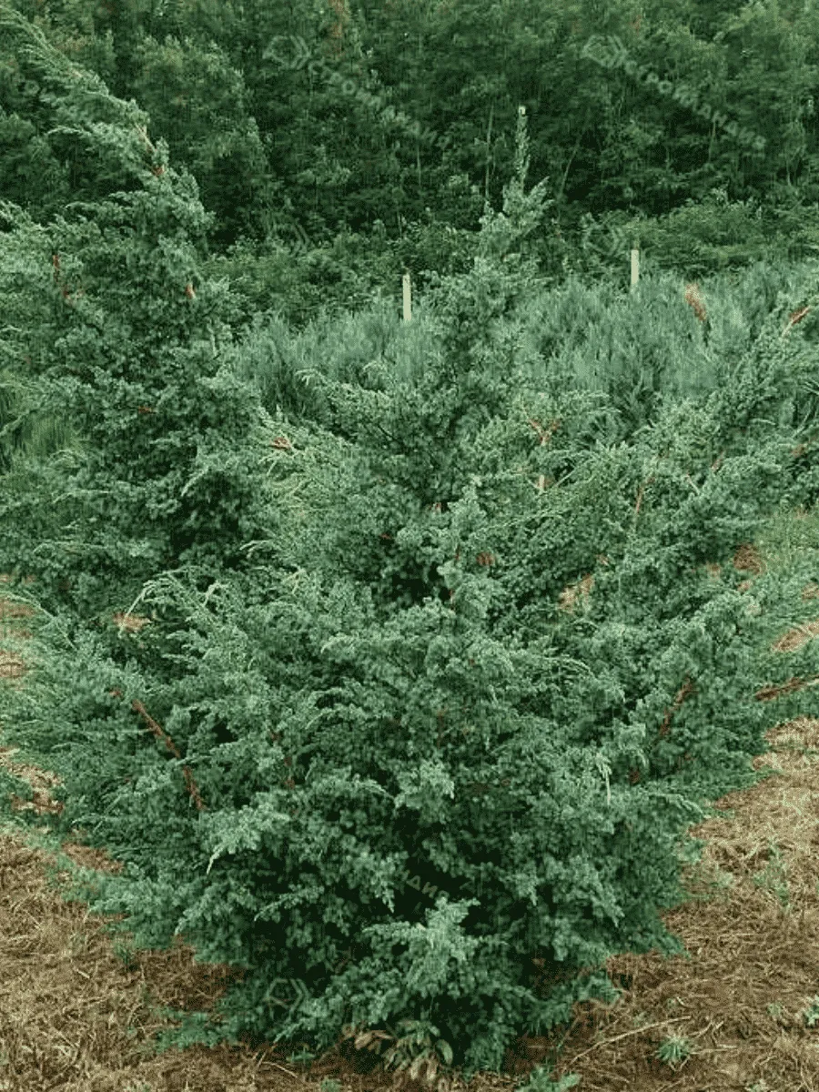 Можжевельник китайский Blue Alps