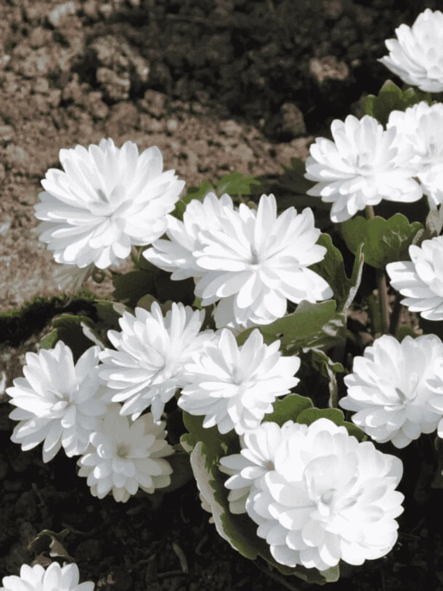 Сангвинария