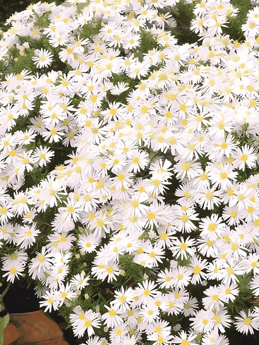 Астра кустарниковая Schneekissen