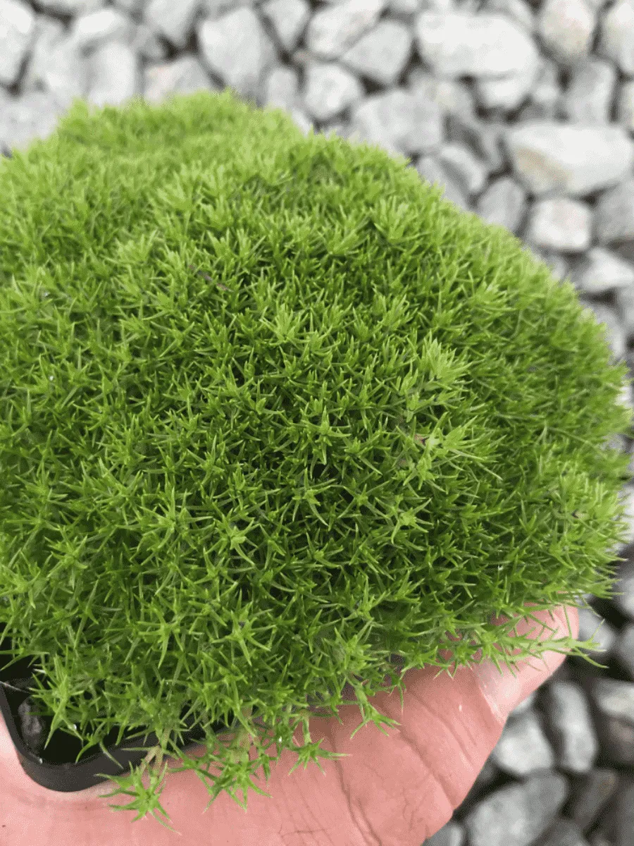 Дивала двухцветковая