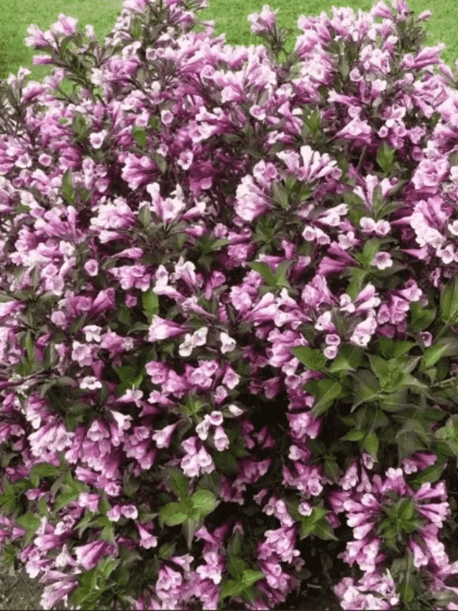 Вейгела цветущая Nana Purpurea