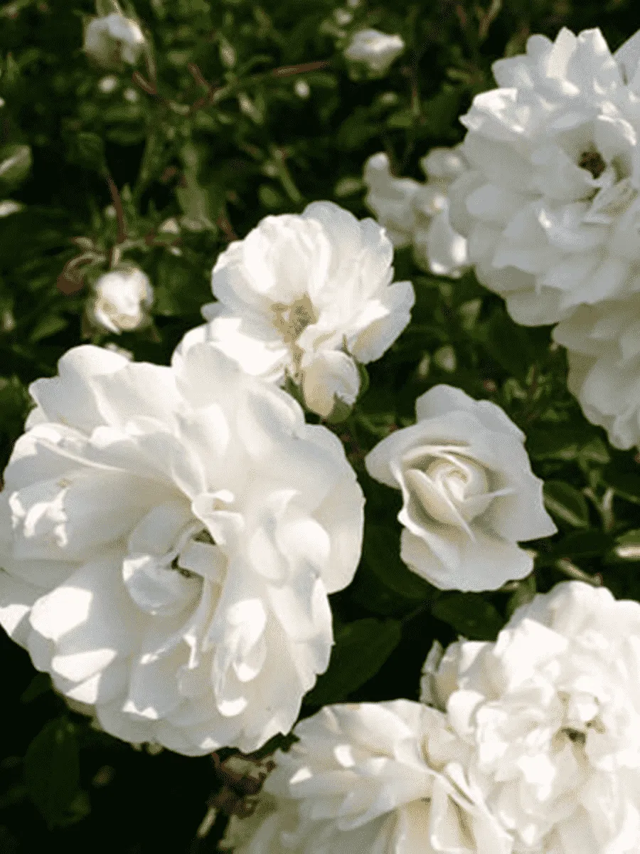 Роза почвопокровная Swany