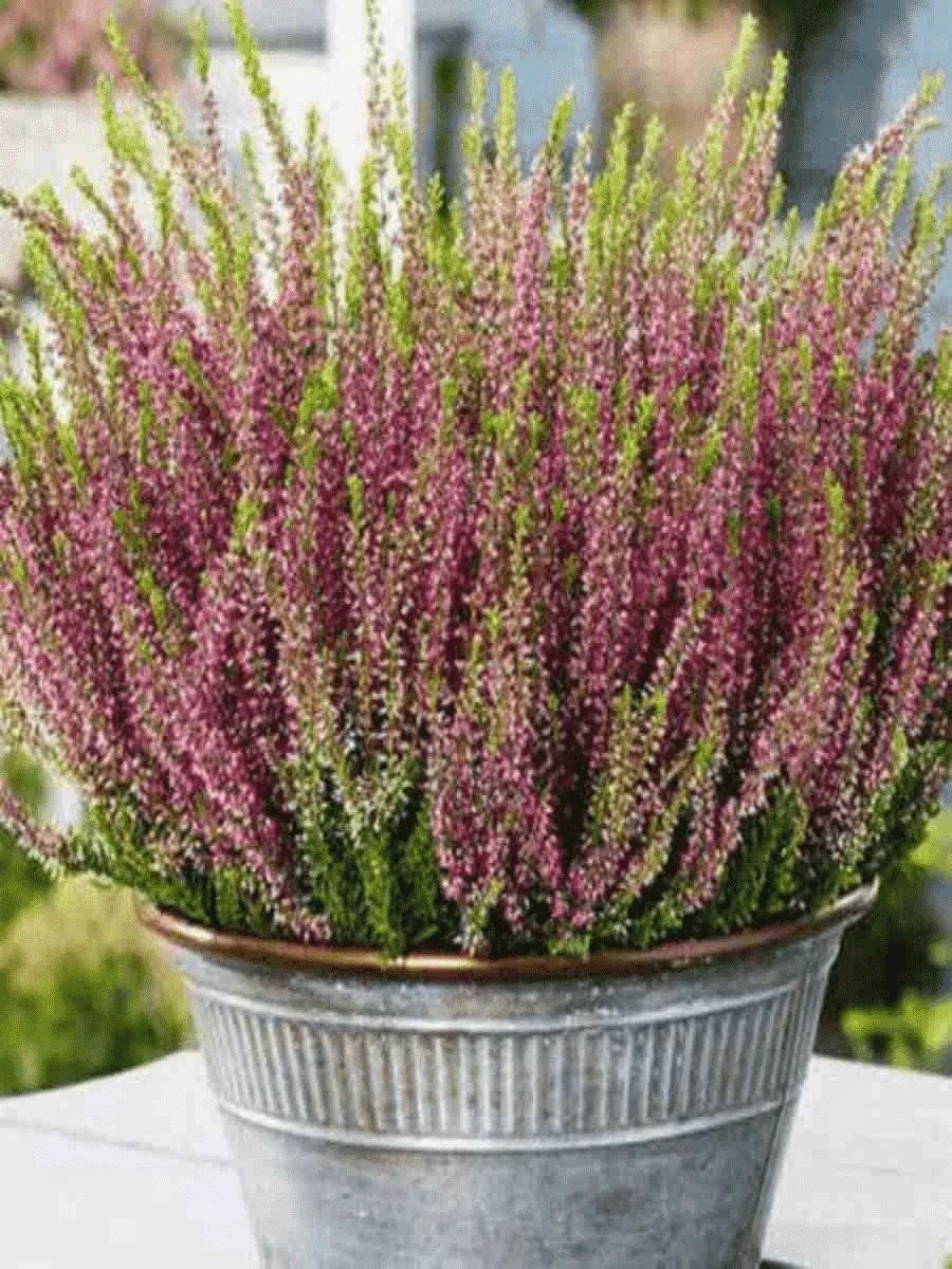 Вереск обыкновенный Lilli