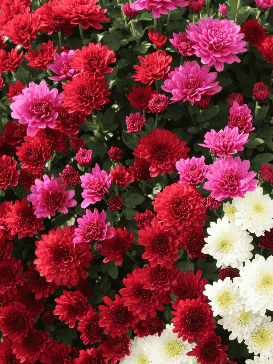 Хризантема