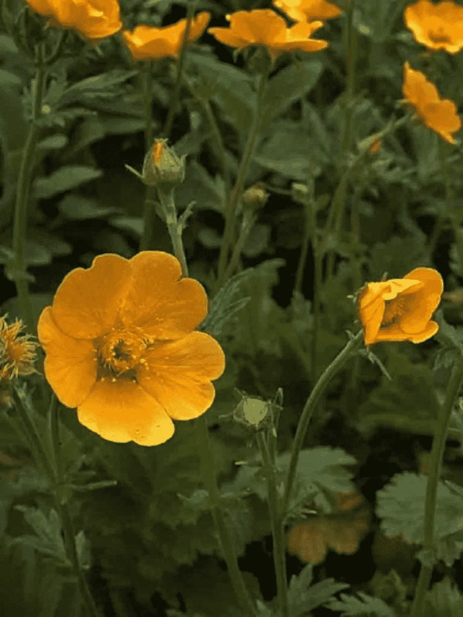 Гравилат Tosai Yellow