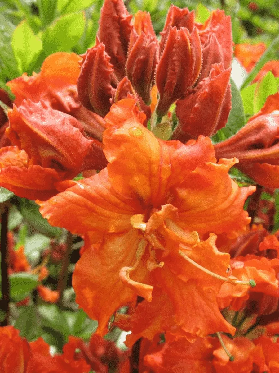 Азалия крупноцветковая Gibraltar