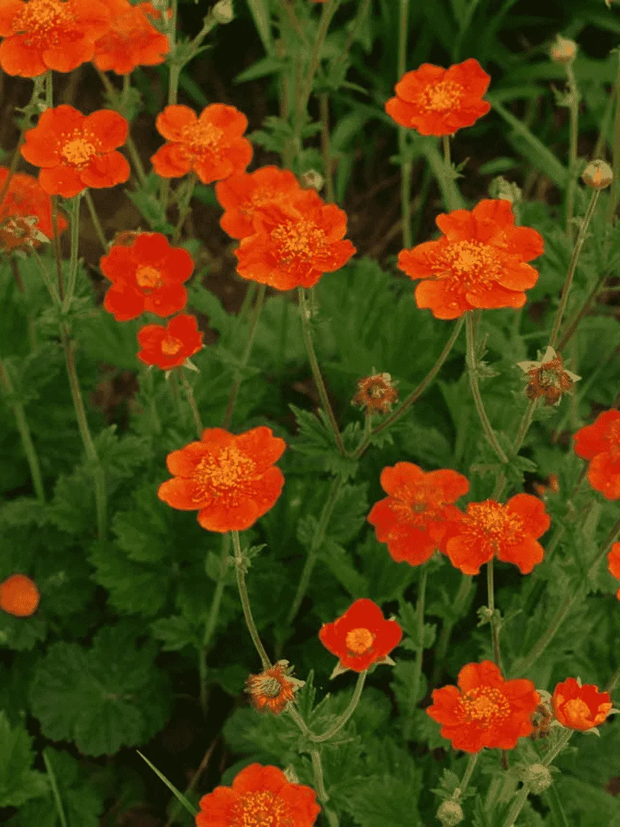 Гравилат ярко-красный Tosai Orange