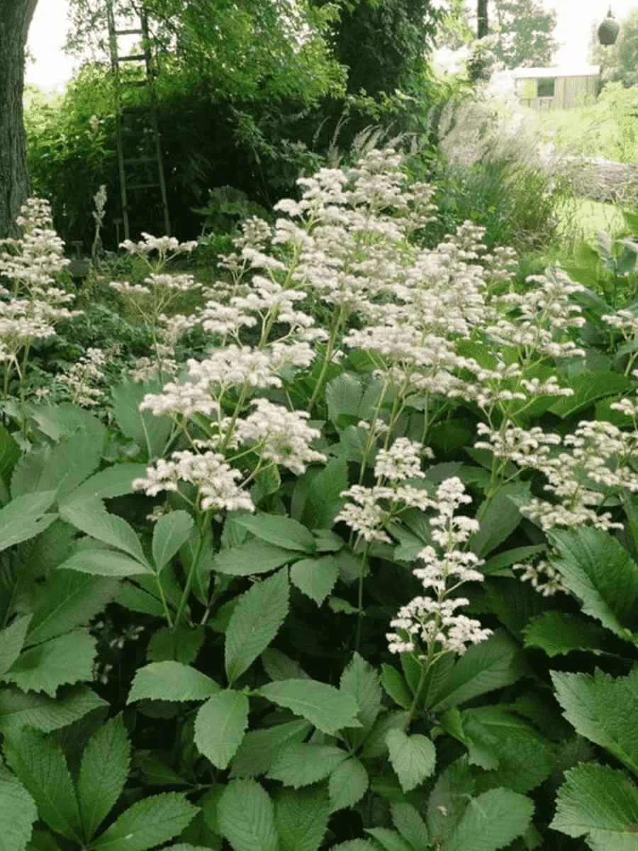 Роджерсия перистая Henry