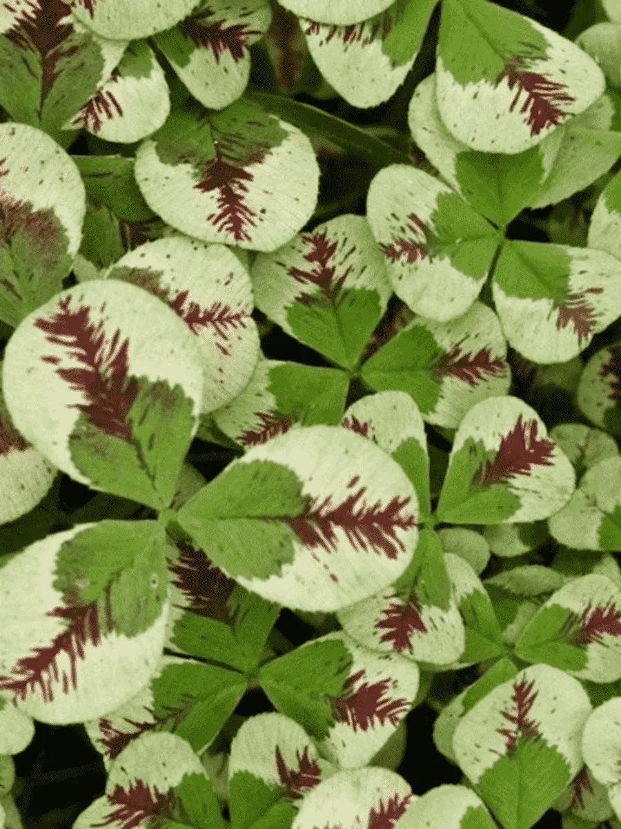 Клевер ползучий Dragon blood