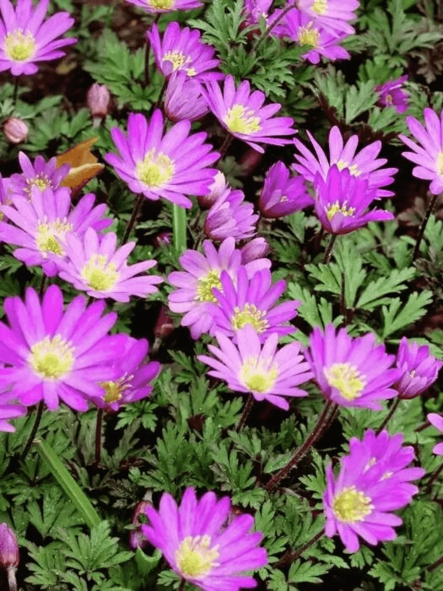 Анемона Violet Star