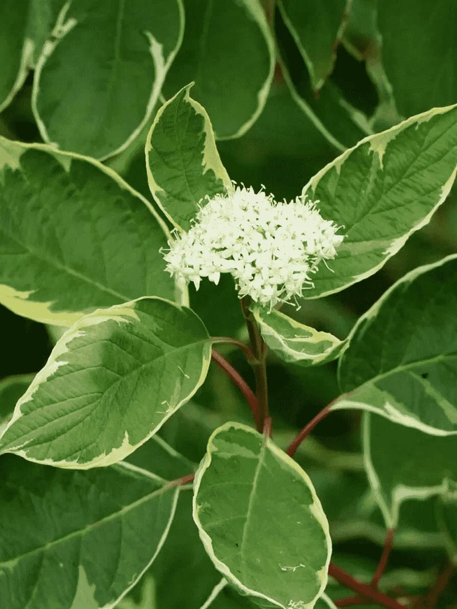 Дерен белый Argenteomarginata