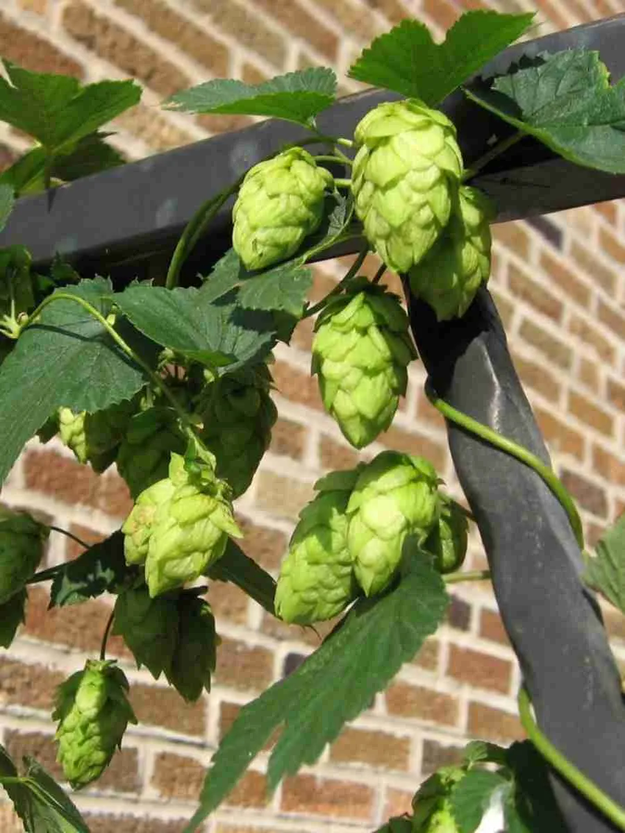 Хмель обыкновенный Феодал