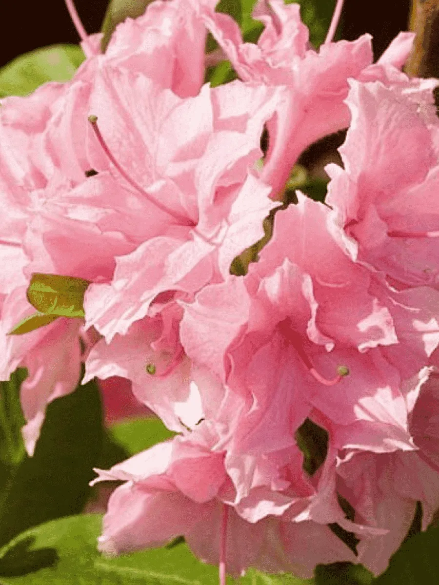 Азалия крупноцветковая Rosenkopfchen