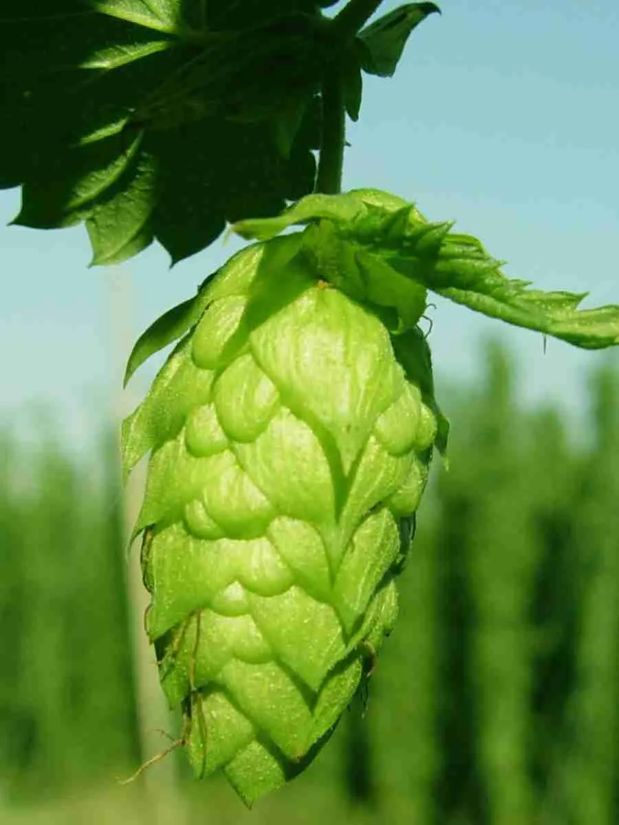 Хмель обыкновенный Феодал