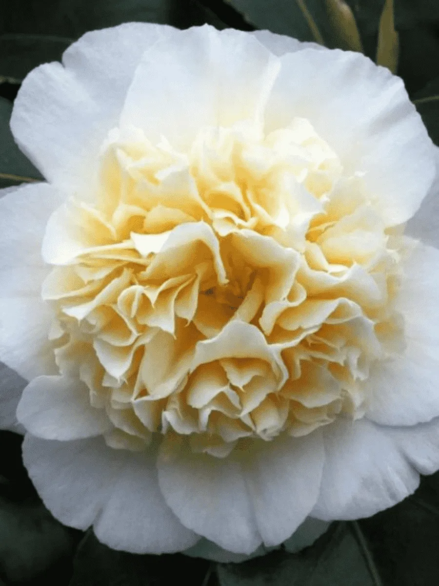 Камелия японская Brushfield yellow