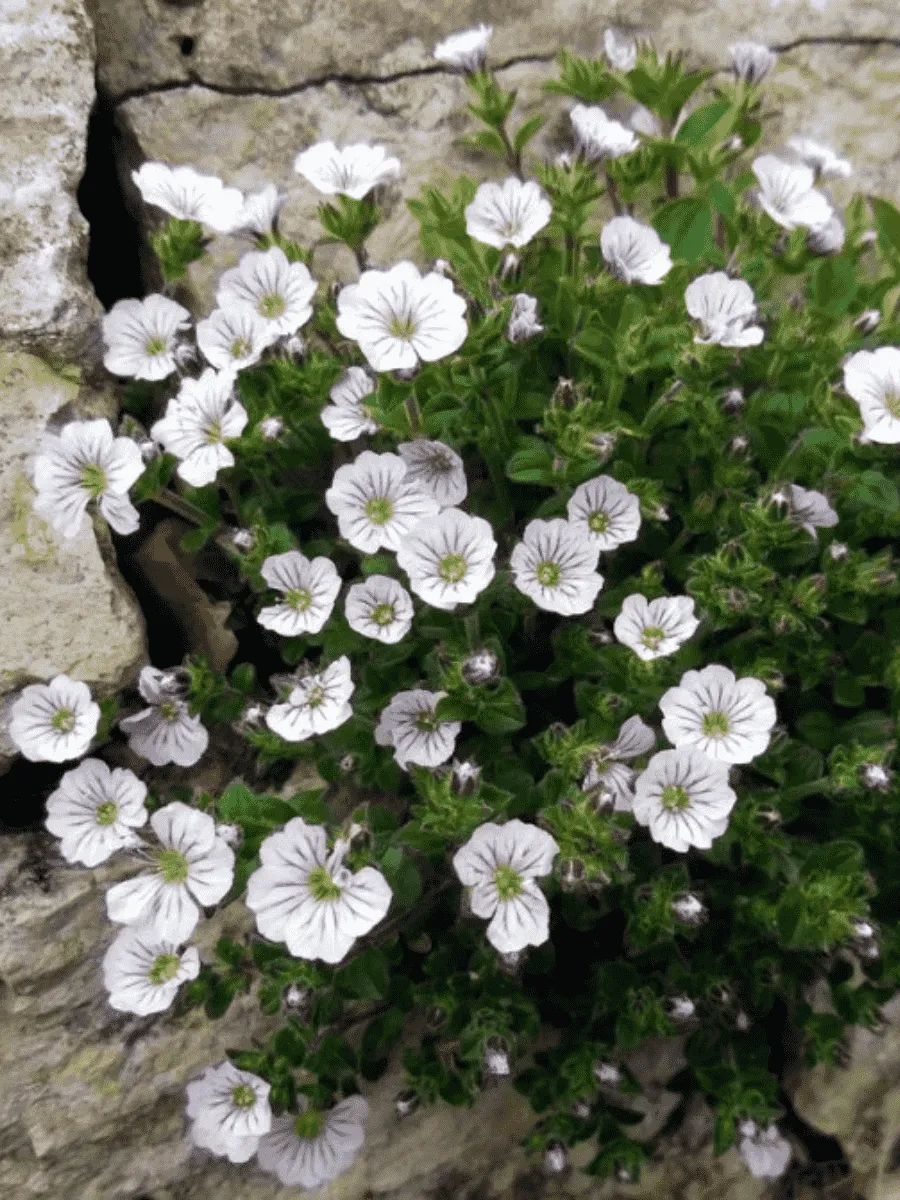 Гипсофила ясколковидная Plena