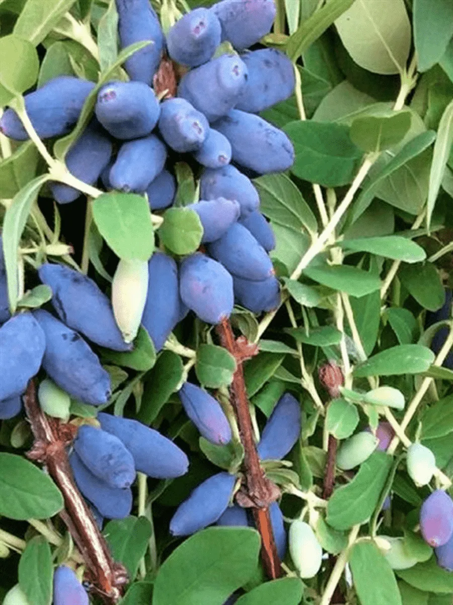 Жимолость плодовая Павловская