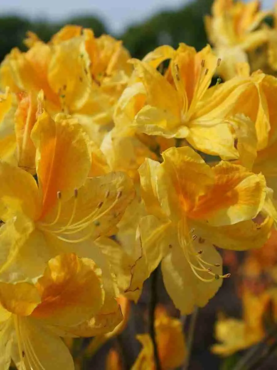 Азалия крупноцветковая Goldtopas