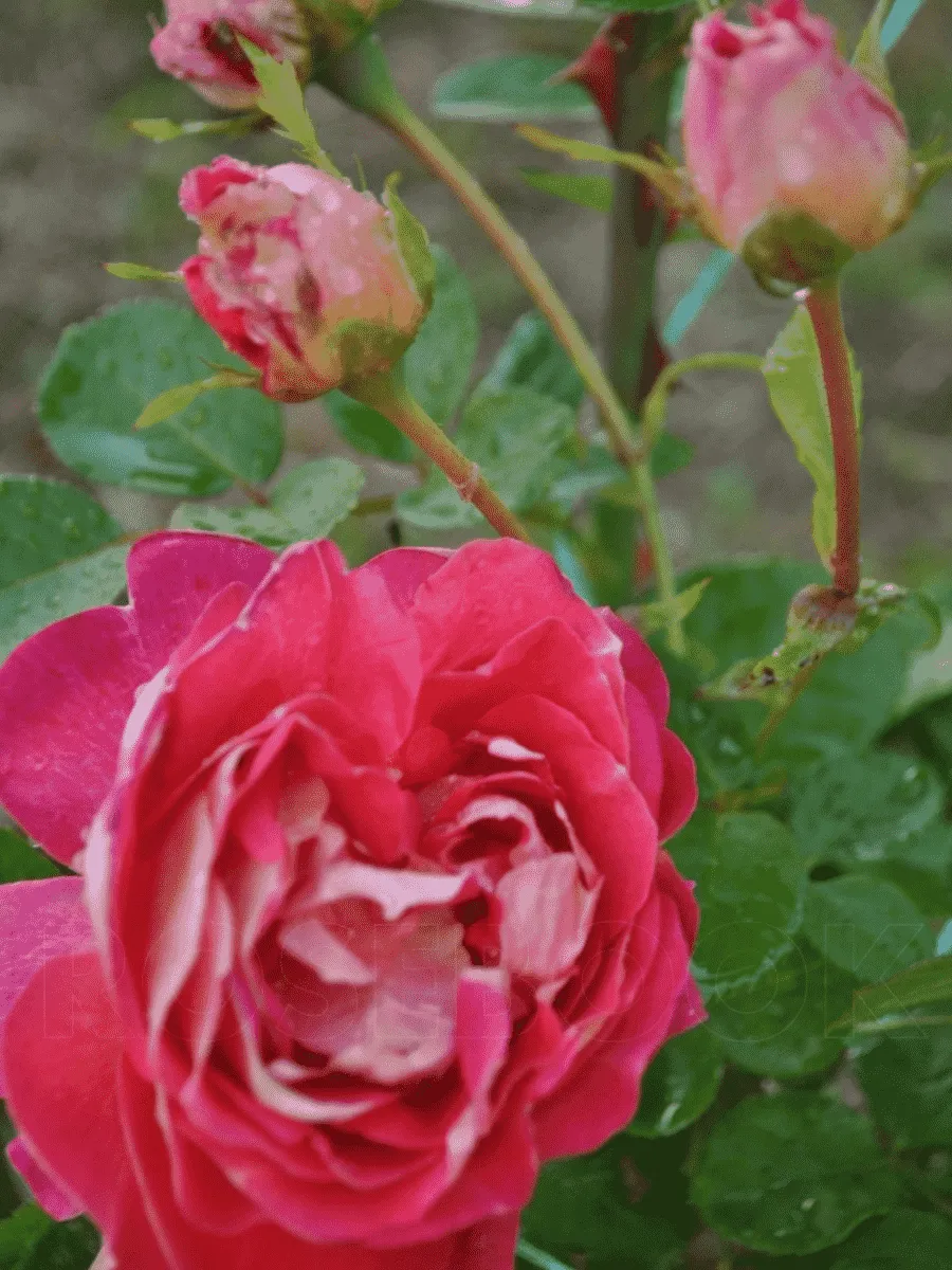 Роза грандифлора Дина