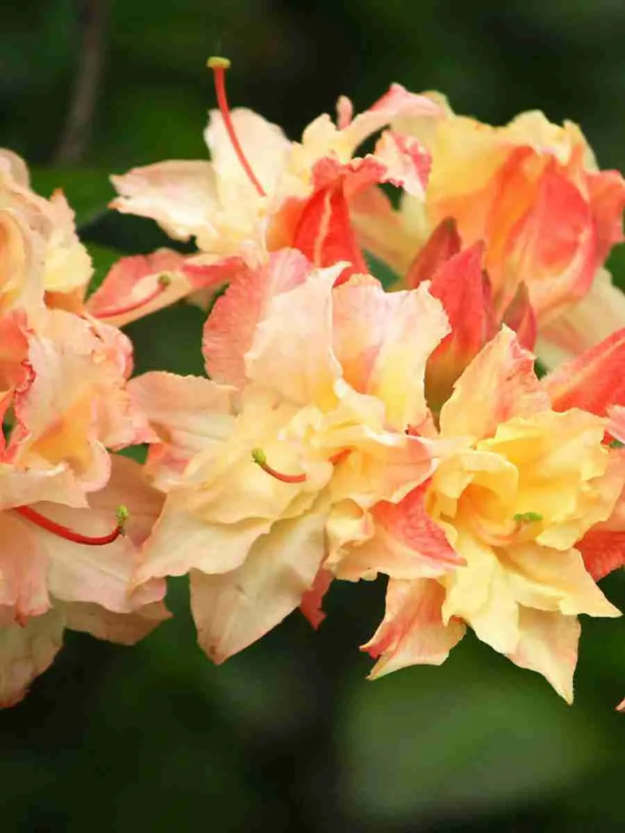 Азалия крупноцветковая Cannon's Double