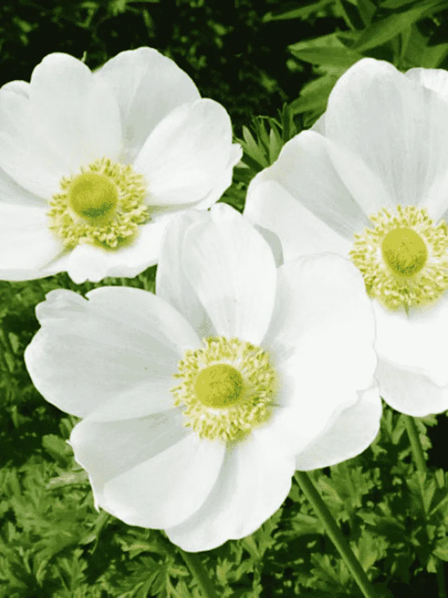 Анемона The Bride