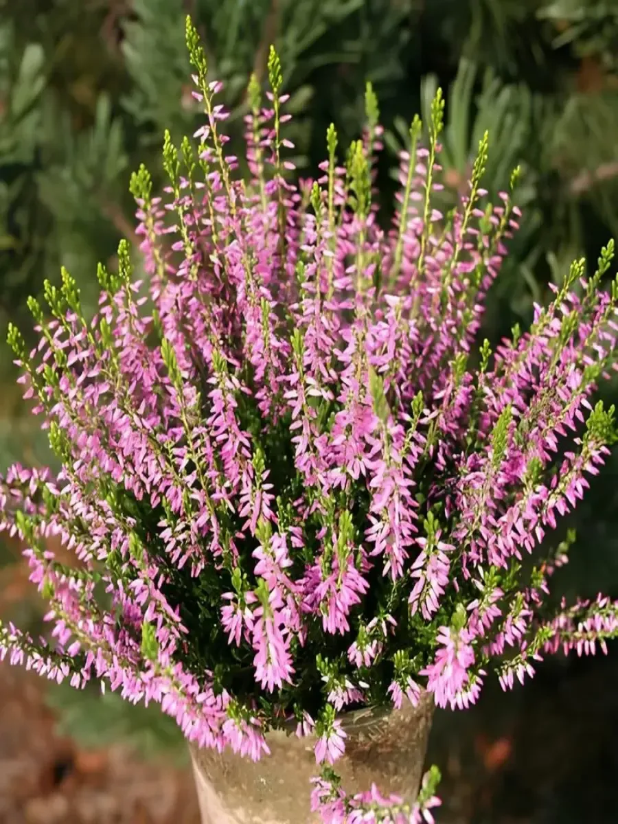 Вереск обыкновенный Maggy