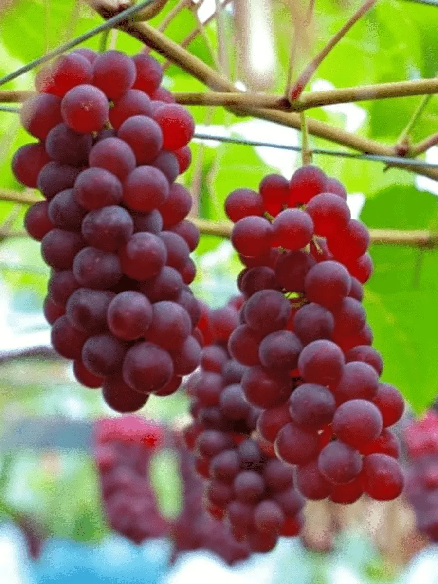 Виноград культурный Swenson Red